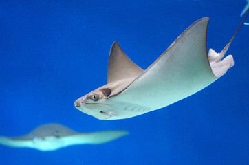 Stingray swims in an aquarium