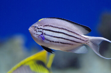 Genicanthus lamarck, the blackstriped angelfish or Lamarck's angelfish