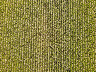 Drone view of green crops growing in field