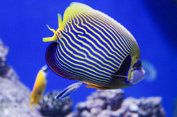 The emperor angelfish, Pomacanthus imperator