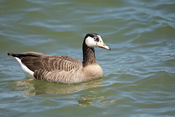 Canada goose and grey goose hybrid on Chiemsee, Bavaria, Germany