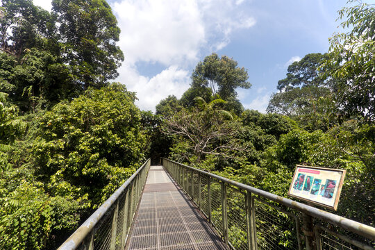 Malaysia, Borneo, Sabah, Nature Reserve Sepilok, canopy walk