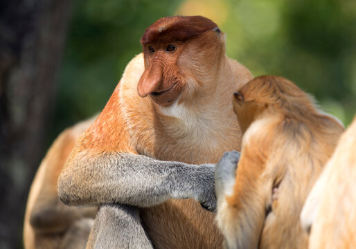 Borneo, Sabah, Proboscis Monkeys, Nasalis larvatus