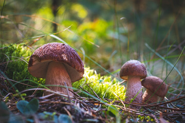three edible porcini mushrooms grow in forest
