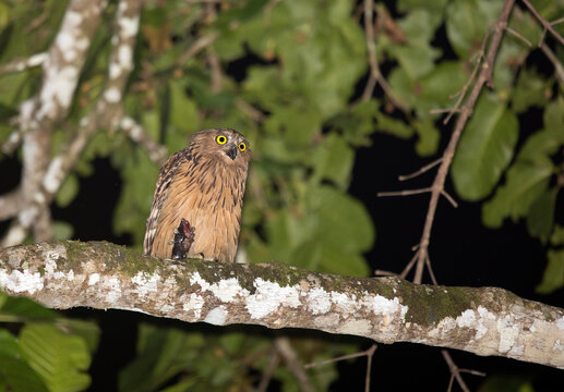 Malaysia, Borneo, Sabah, Kinabatangan river, buffy fish owl by night, ketupa ketupu