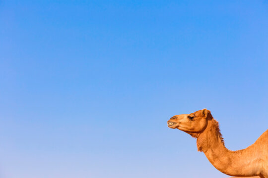 Head of a dromedary against blue sky, Oman