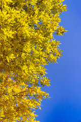 fluffy yellow autumn crown of a tree against a blue sky. 