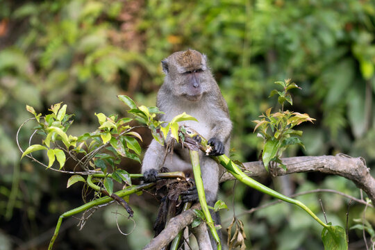 Malaysia, Borneo, Sabah, ,Pongo pygmaeus, male