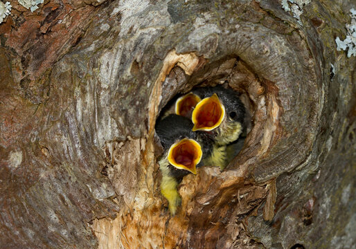 Tree hole nest with hungry young great tits, Bavaria, Germany
