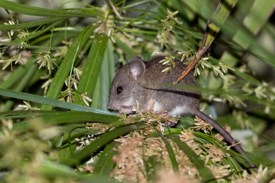 France, Corsica, Mouse (Muroidea) on yucca