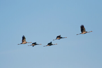 Germany, Flock of common cranesÔøΩ(GrusÔøΩgrus)ÔøΩflying against clear blue sky