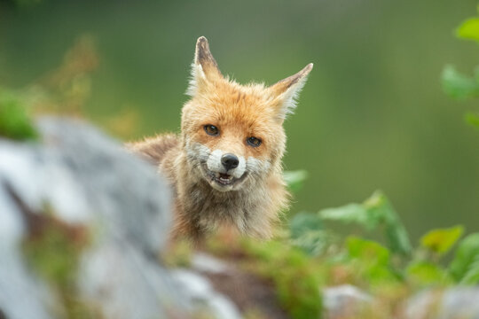 1 306 Best Zorro Animal Images Stock Photos Vectors Adobe Stock