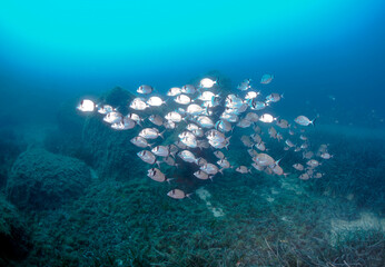 School of fish common bream swimming in sea, Calvi, Corsica, France