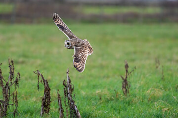 Short-eared owl Asio flammeus flying over green pastures Europe