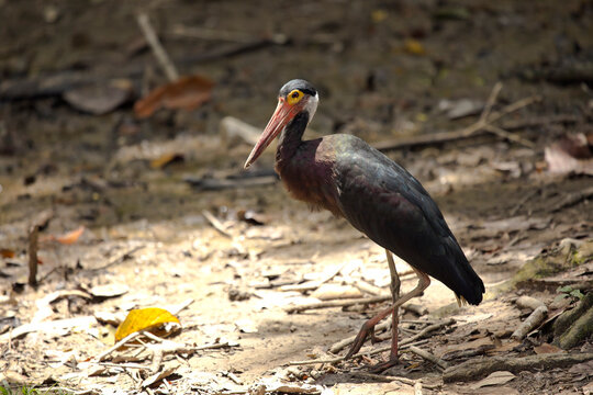 Malaysia, Borneo, Sabah, Kinabatangan river, Storm's stork&Ocirc;&oslash;&Omega;