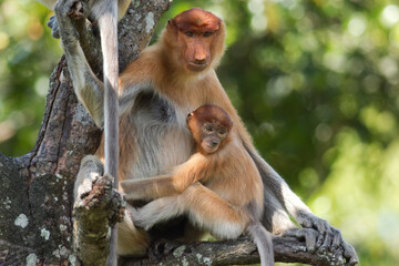 Borneo, Sabah, Proboscis Monkeys, Nasalis larvatus, mother and young animal sitting on tree