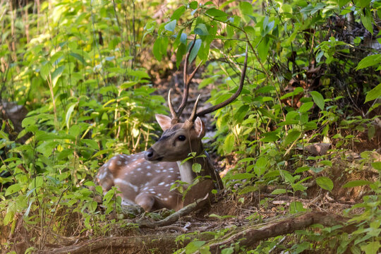 Malaysia, Borneo, Sabah, lying Chital