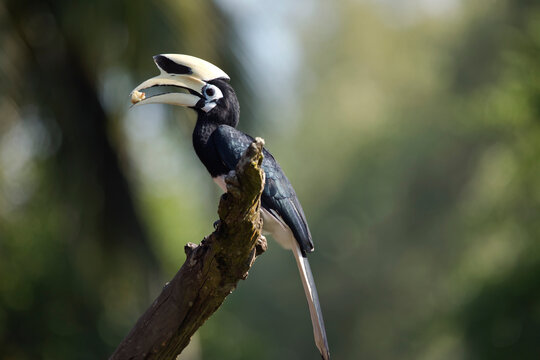 Malaysia, Borneo, Sabah, Oriental Pied Hornbill Eating On Branch