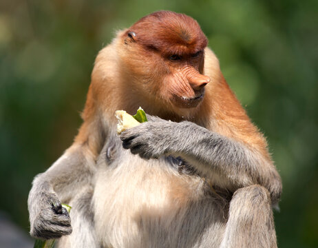 Malaysia, Borneo, Sabah, portrait of eating female proboscis monkey