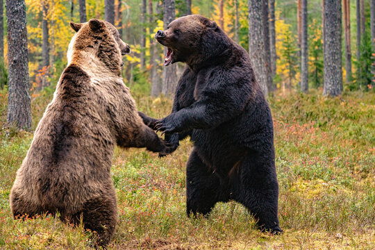 Brown bear fight