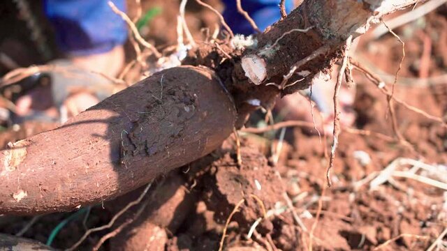 Close up cut cassava plant on farm
