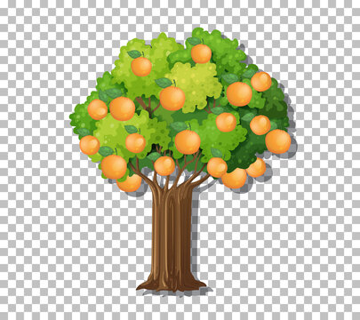 Orange tree on transparent background