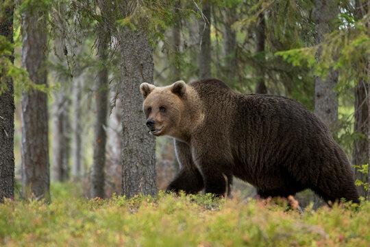 Brown bear in autumnal forest, Kuhmo, Finland