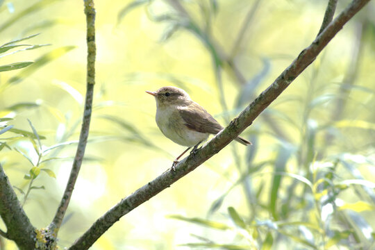 Warbler on twig, Chiemsee, Bavaria, Germany