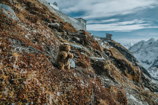 Alpine Marmot on Grossglockner, Kaiser-Franz-Josefs-Hoehe at Salzburger Land, Austria