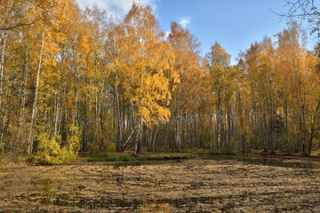 Autumn in a birch grove.