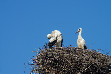 Two storks in the nest in the Novgorod region, Russia