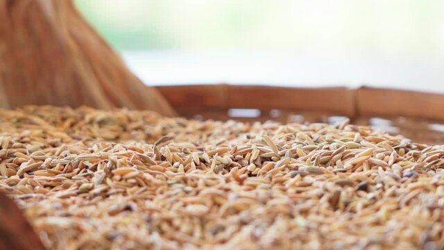 Close up Brown rice on a plate paddy