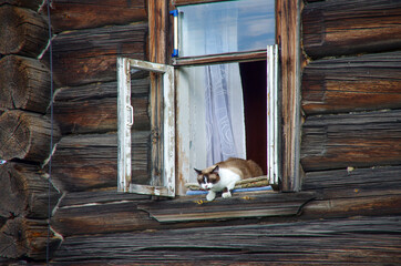 A cat sits inside in an open window of a log house in Kizhi