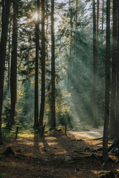 Fototapeta Sunlight seen through trees in forest