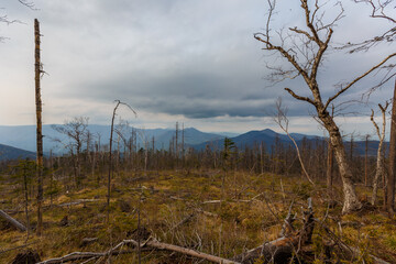 Taiga in the Primorsky region. An old timber road among the destroyed taiga. Old logging site. Dry trees stand on the side of the mountain.