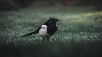 Magpie in garden