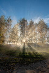 morning in the forest