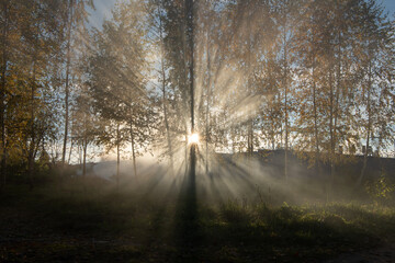 sun rays in the forest