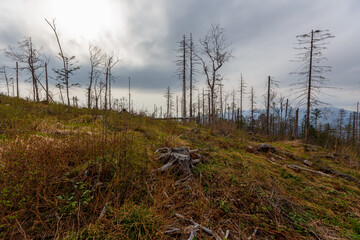 Taiga in the Primorsky region. An old timber road among the destroyed taiga. Old logging site. Dry trees stand on the side of the mountain.