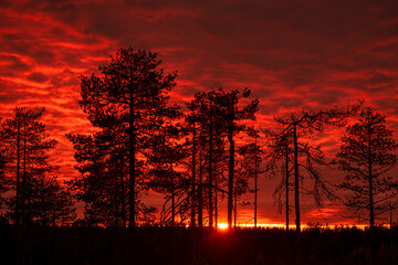 Red sunset over the finish taiga