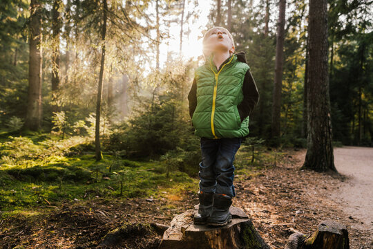 Surprised boy looking up while standing on tree stump in forest