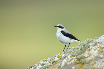 Fototapeta premium Collalba