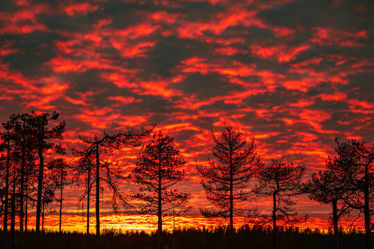 Red sunset over the finish taiga