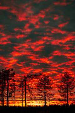 Red sunset over the finish taiga
