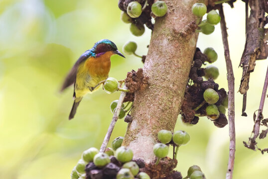 Malaysia, Borneo, Sabah, Red-throated sunbird at branch