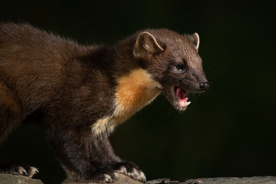 Pine marten (Martes martes) snarling at night