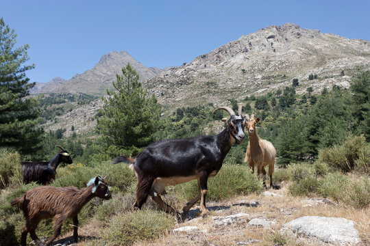 Wild goats on mountain at Corsica, France