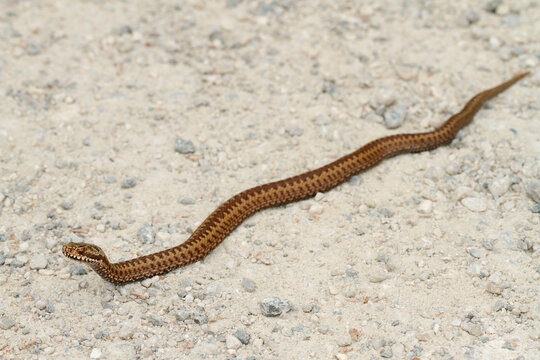 Common viper, Vipera berus
