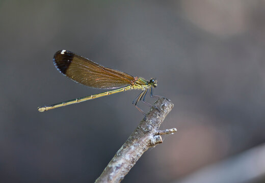 Close-up of damselfly on twig, Corsica, France