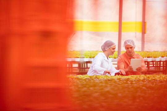 Workers in greenhouse inspecting plants